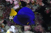 Zebrasoma xanthurum Chirurgien bleu a queue jaune-Safaga Tobia Soraya-15m-20171122-Denis-ADER-DSC_3470_tn